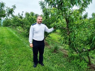 Proređivanje breskve