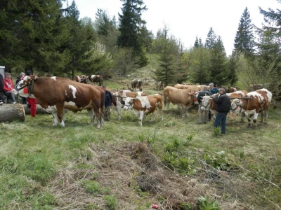 Rabadžije