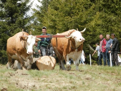 Rabadžije