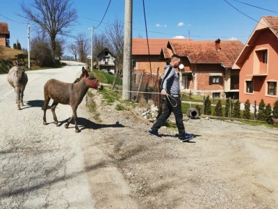Radni konji kao atrakcija