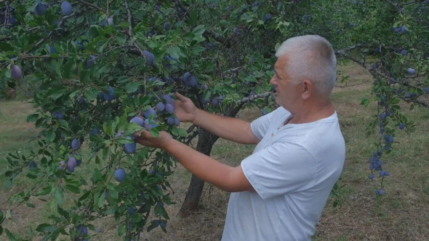 Zoran Milinković u &scaron;ljiviku