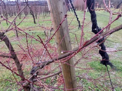 Ranije kretanje vegetacije