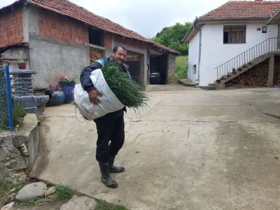 Rasad spreman za prodaju