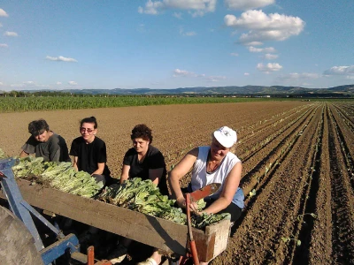 Rasađivanje kupusa