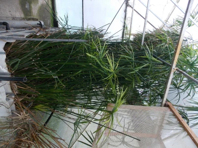 Rasadnik akvarijumskih biljaka u Somboru