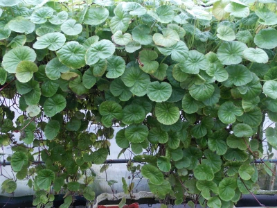 Rasadnik akvarijumskih biljaka u Somboru