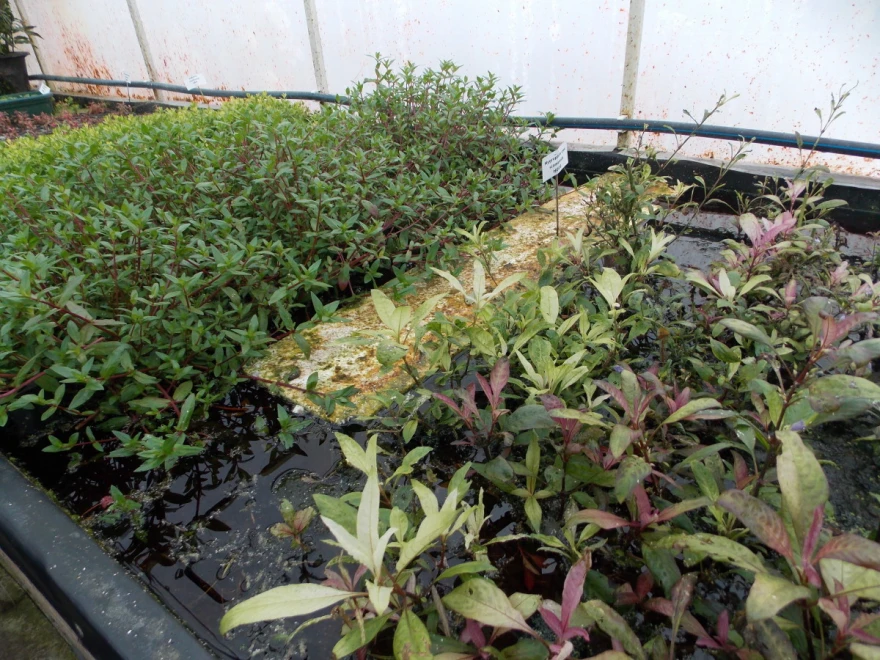 Akvarijumske biljke