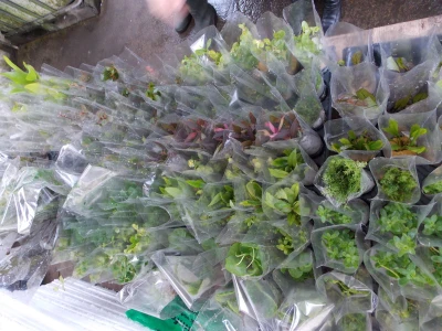 Rasadnik akvarijumskih biljaka u Somboru