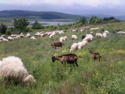Ravna šuma - Bogati pašnjaci Odorovačkog polja