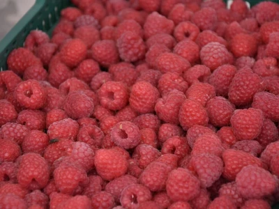 Različit kvalitet maline u valjevskom kraju - cena ista