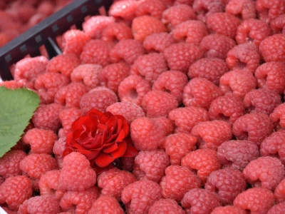 Različit kvalitet maline u valjevskom kraju - cena ista