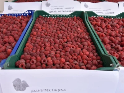 Različit kvalitet maline u valjevskom kraju - cena ista