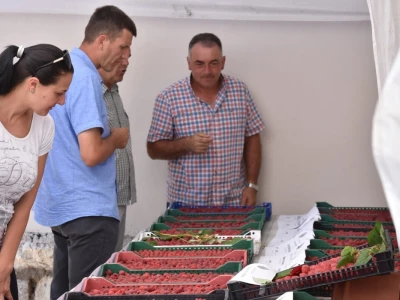 Različit kvalitet maline u valjevskom kraju - cena ista