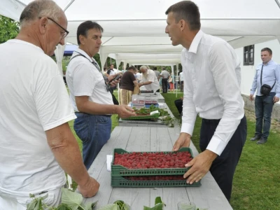 Različit kvalitet maline u valjevskom kraju - cena ista
