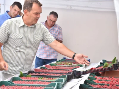 Različit kvalitet maline u valjevskom kraju - cena ista