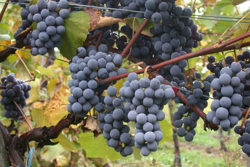 Regent