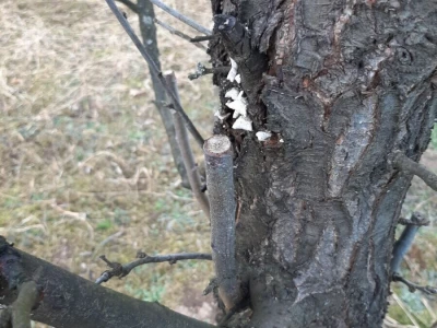 Rezidba voća