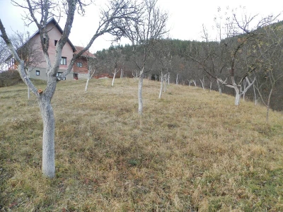 Rezidba voća