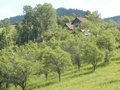 Rezidba voća