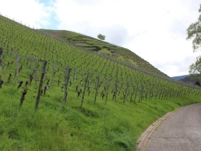 Robert Šatzle, vinarija Schloss Neuweier
