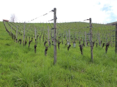 Robert Šatzle, vinarija Schloss Neuweier