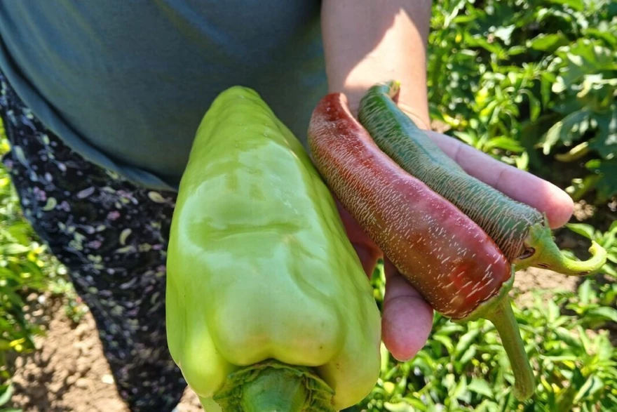 vdf