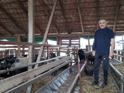 Romanovske ovce na gazdinstvu kod Jovana Rudana