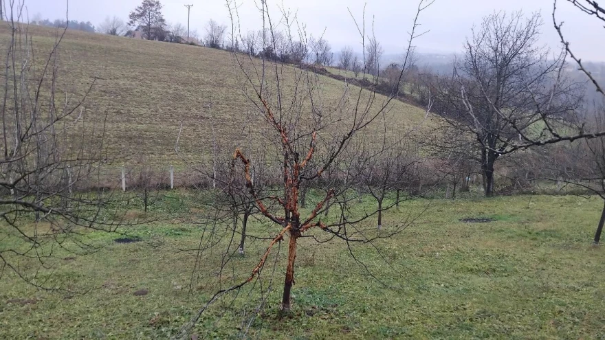su&scaron;enje stabla