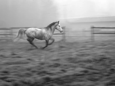RuralFoto 2025 - TOP 10 fotografija u kategoriji #Životinje