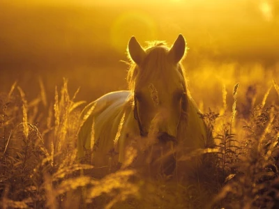 RuralFoto: Najboljih 10 #Životinje