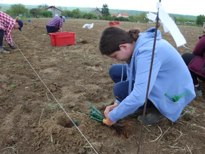 Sadnja 279 sorata vinove loze iz cijelog svijeta