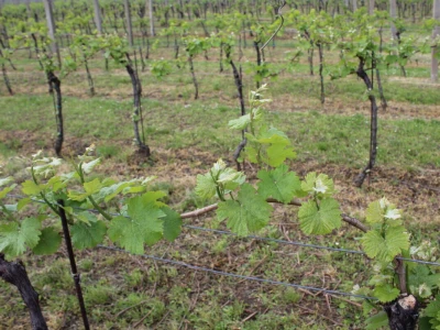 Sadnja 279 sorata vinove loze iz cijelog svijeta