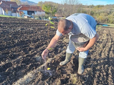 Sadnja višanja