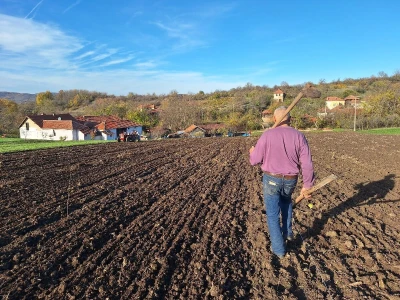 Sadnja višanja