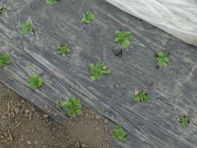 salata na foliji