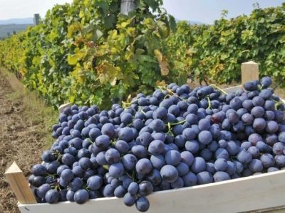 Vinogradi na padinama Oplenca