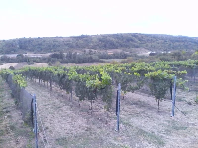 Savremeni voćnjak Delta Agrara