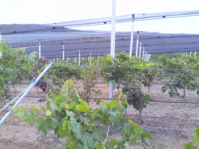 Savremeni voćnjak Delta Agrara