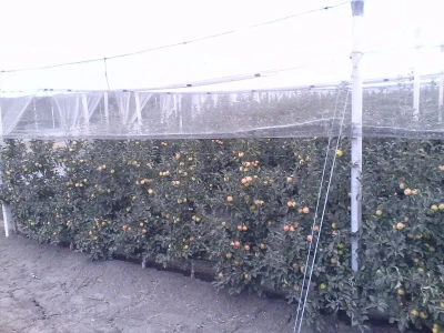 Savremeni voćnjak Delta Agrara