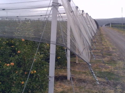 Savremeni voćnjak Delta Agrara