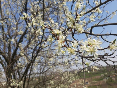 Selo Grabovica