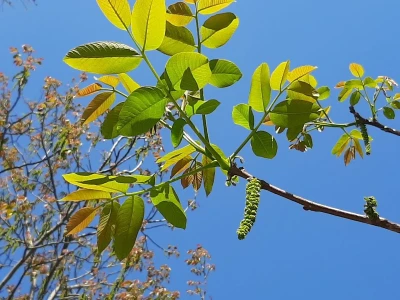 Selo Grabovica