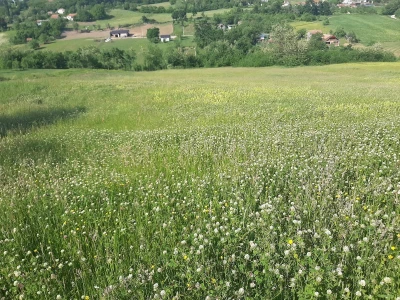 Senaža spas za stočare