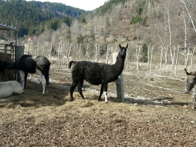 Seoski turizam u Koruškoj