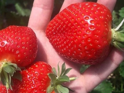Sestre udruženim snagama uspešno proizvode i prerađuju voće