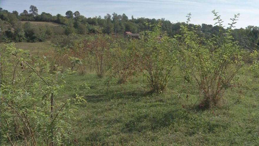 &Scaron;ipak