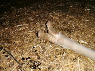 Šišanje ovaca i orezivanje papaka-problemi koji se mogu javiti