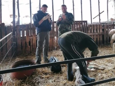 Šišanje ovaca i orezivanje papaka-problemi koji se mogu javiti