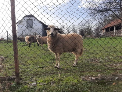 Sjenička ovca najbrojnija u Srbiji