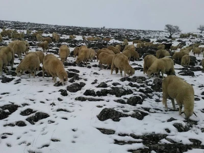Sjenička ovca odlicno podnosi oštre i duge zime